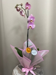 Tek Dallı Pembe Orkide