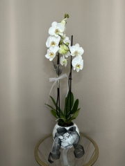 Özel Seramik akıda Çift Dallı Orkide